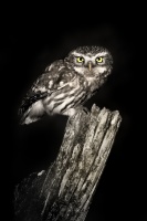 Sycek obecny - Athene noctua - Little Owl 3954bwc